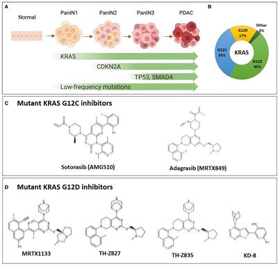 Frontiers | KRAS G12D Targeted Therapies For Pancreatic Cancer: Has The ...